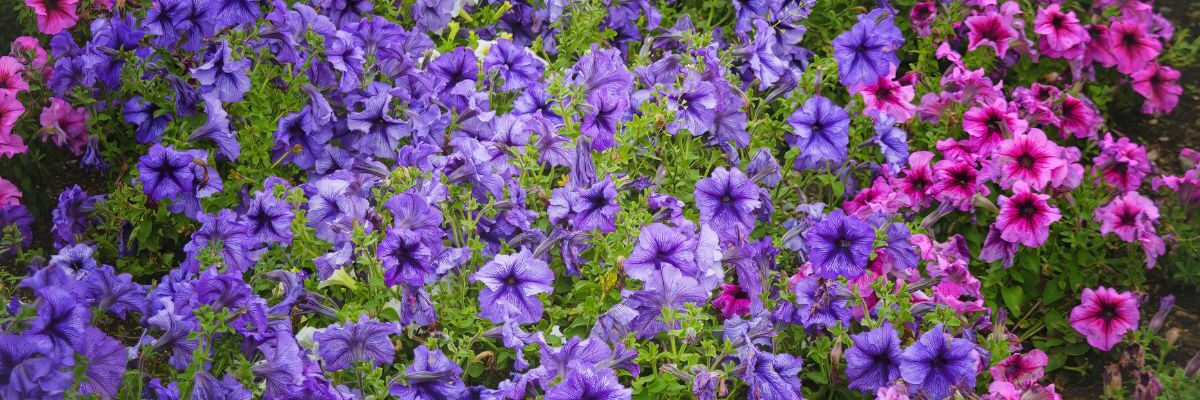 kiedy wysiać surfinie