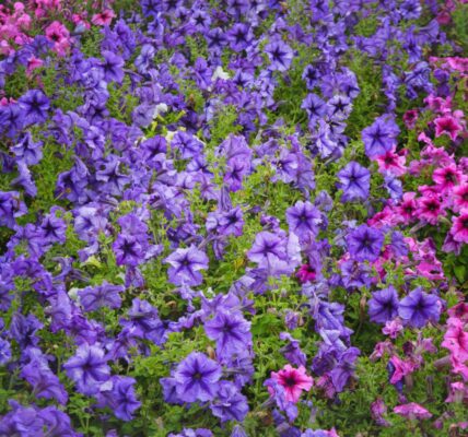 kiedy wysiać surfinie