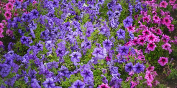 kiedy wysiać surfinie