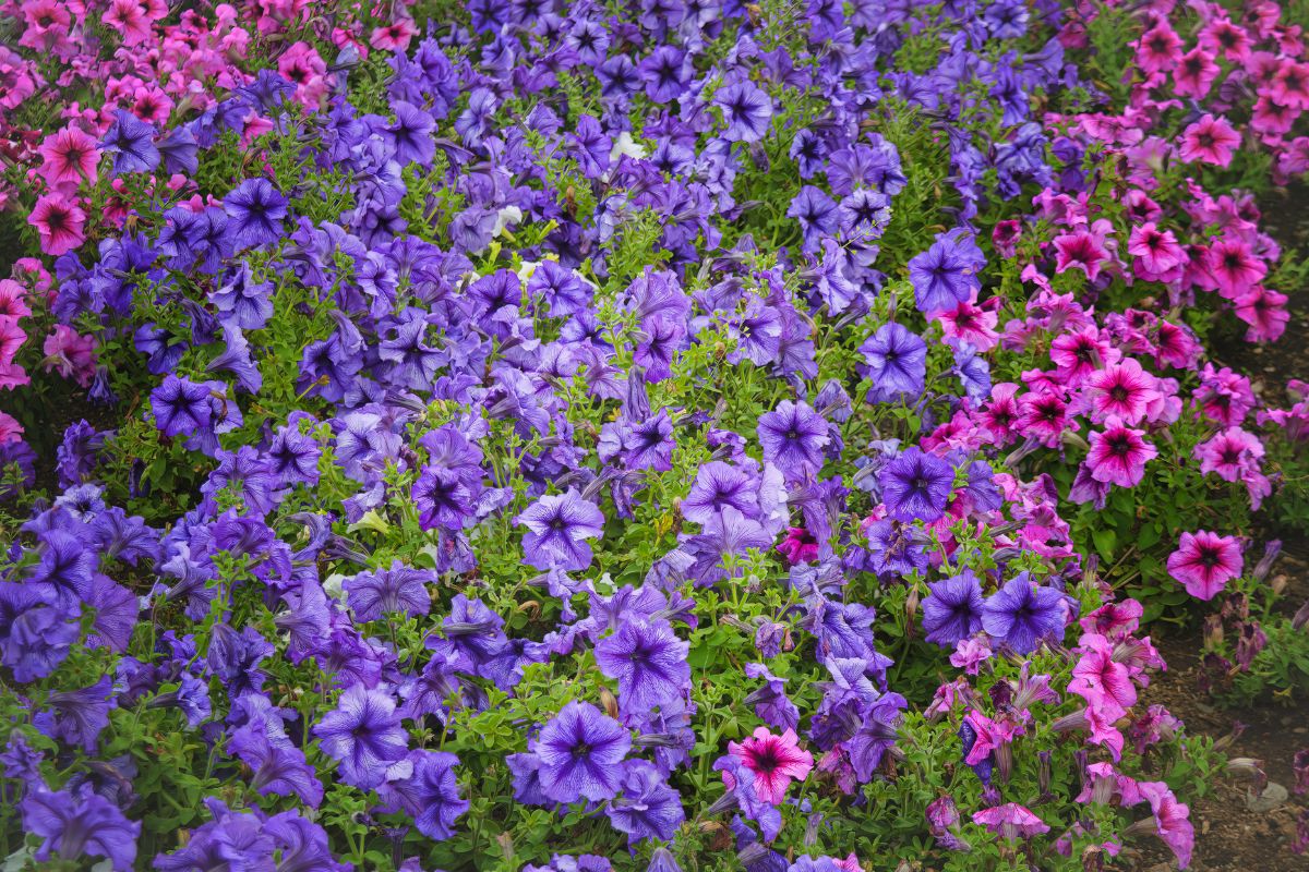 Kiedy wysiać surfinie? Jak uzyskać obfite kwitnienie w skrzynkach i donicach?