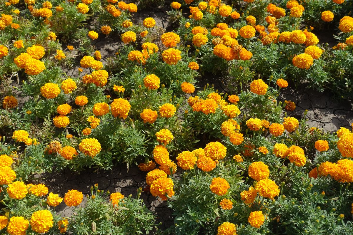 sierpień w ogrodzie