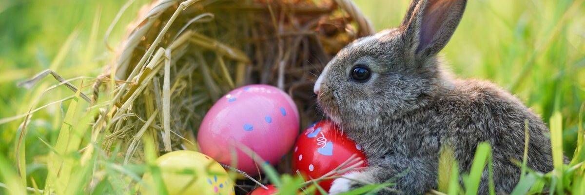 wielkanoc w ogrodzie