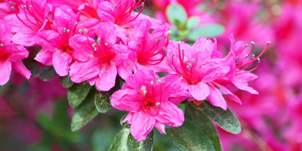 kiedy przesadzać rododendrony