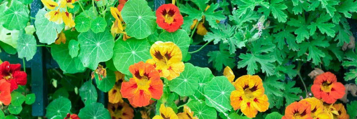 kiedy wysiać nasturcje