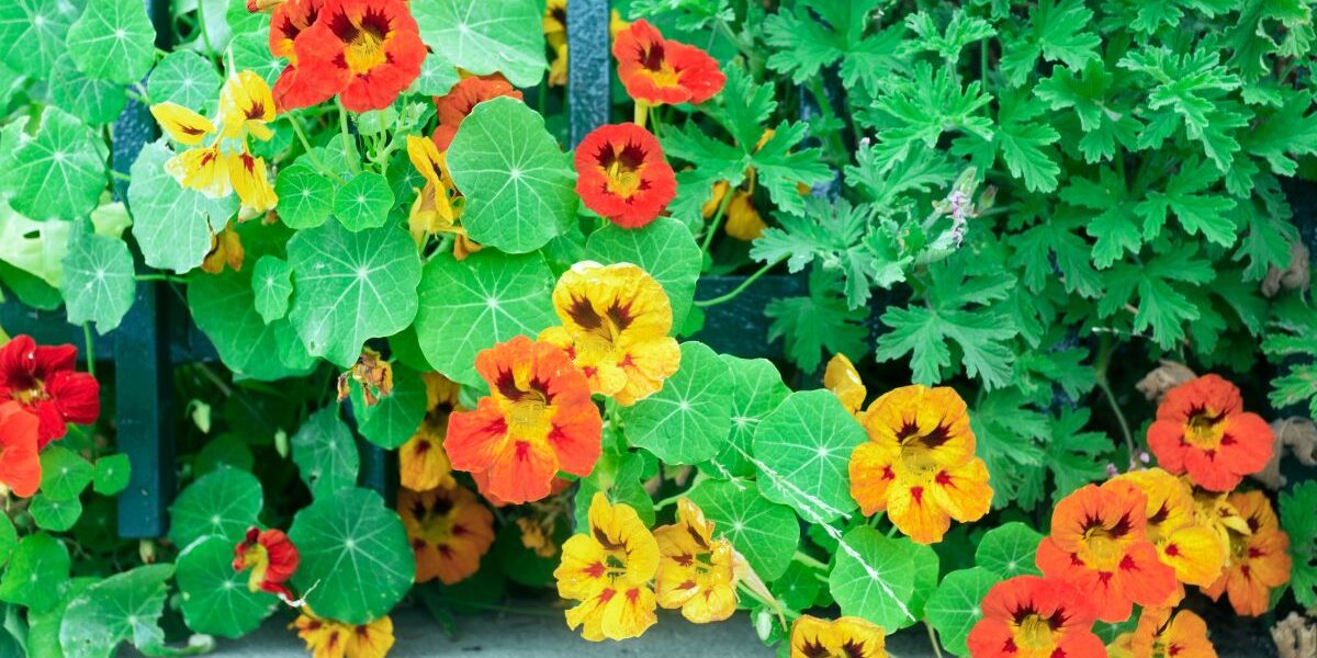 kiedy wysiać nasturcje