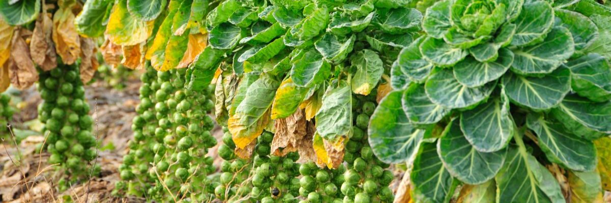 jak rośnie brukselka