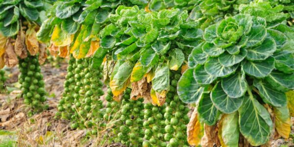 jak rośnie brukselka