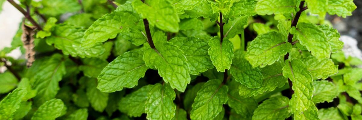 mięta cytrynowa