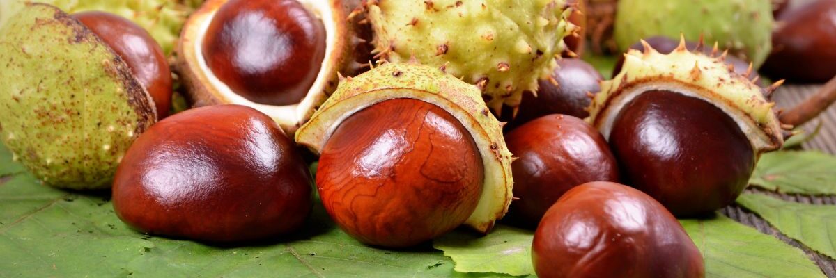 dekoracje z kasztanów