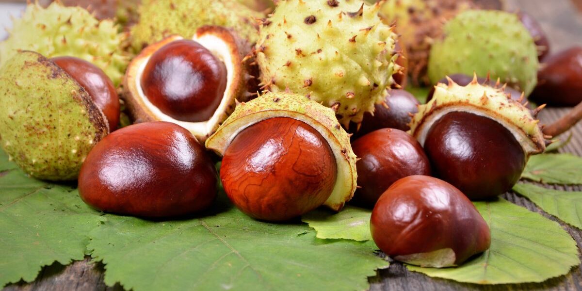 dekoracje z kasztanów