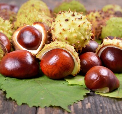 dekoracje z kasztanów