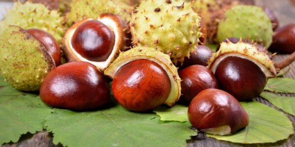 dekoracje z kasztanów